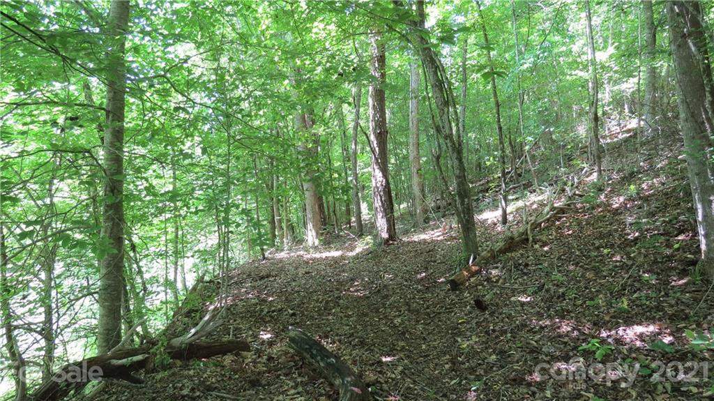 764 Lattimore Road Rutherfordton, NC 28139 - Photo 17 of 29 a view of forest