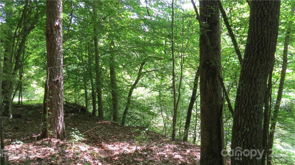 764 Lattimore Road Rutherfordton, NC 28139 - Photo 20 of 29 a view of a forest