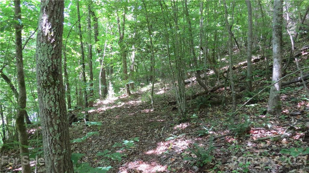 764 Lattimore Road Rutherfordton, NC 28139 - Photo 22 of 29 a view of forest