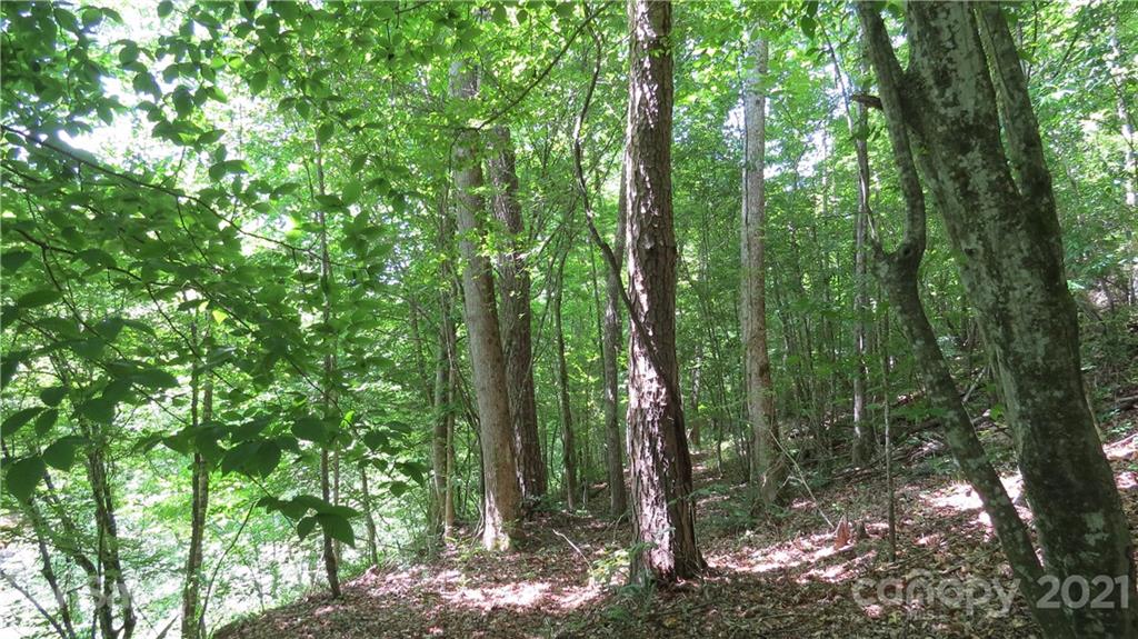 764 Lattimore Road Rutherfordton, NC 28139 - Photo 23 of 29 a view of a forest that has a tree
