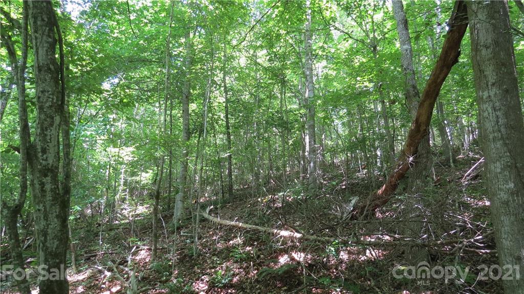 764 Lattimore Road Rutherfordton, NC 28139 - Photo 24 of 29 a view of forest