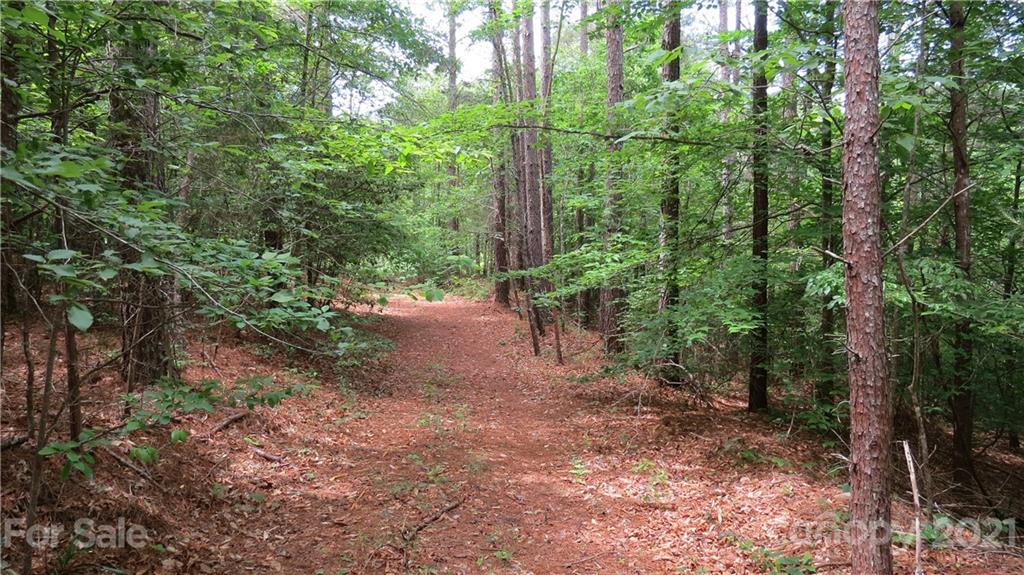 764 Lattimore Road Rutherfordton, NC 28139 - Photo 10 of 29 a view of a forest with trees