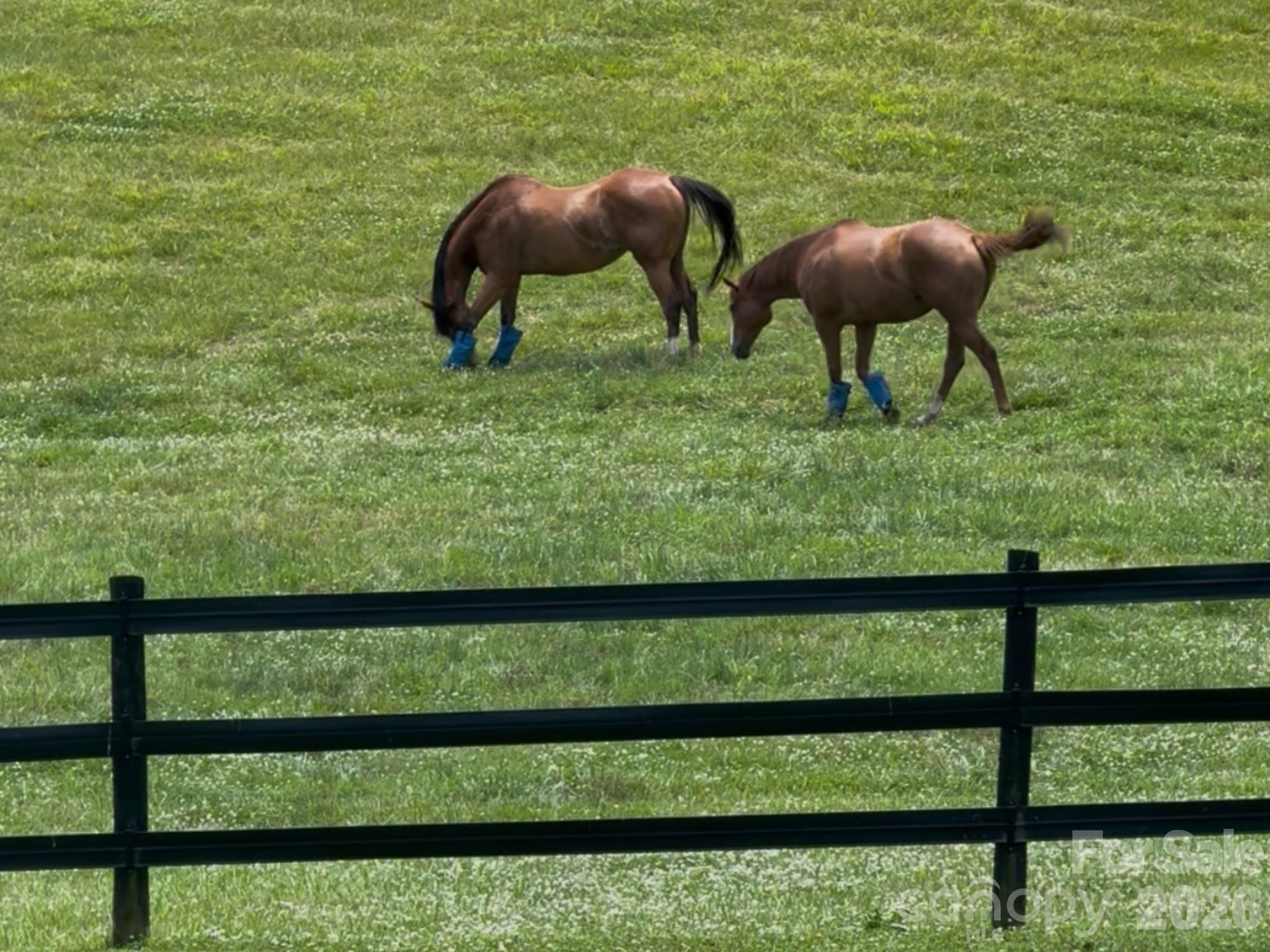 256 Johnson Dairy Road Davidson, NC 28036 - Photo 5 of 46