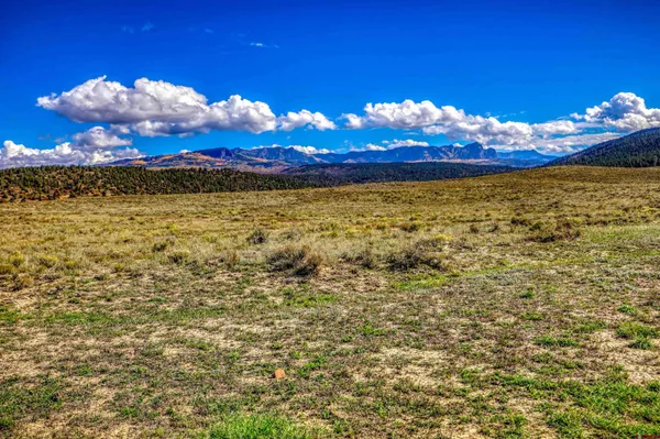 a view of a large trees
