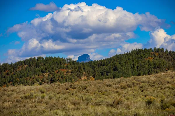 a view of a bunch of trees in a field