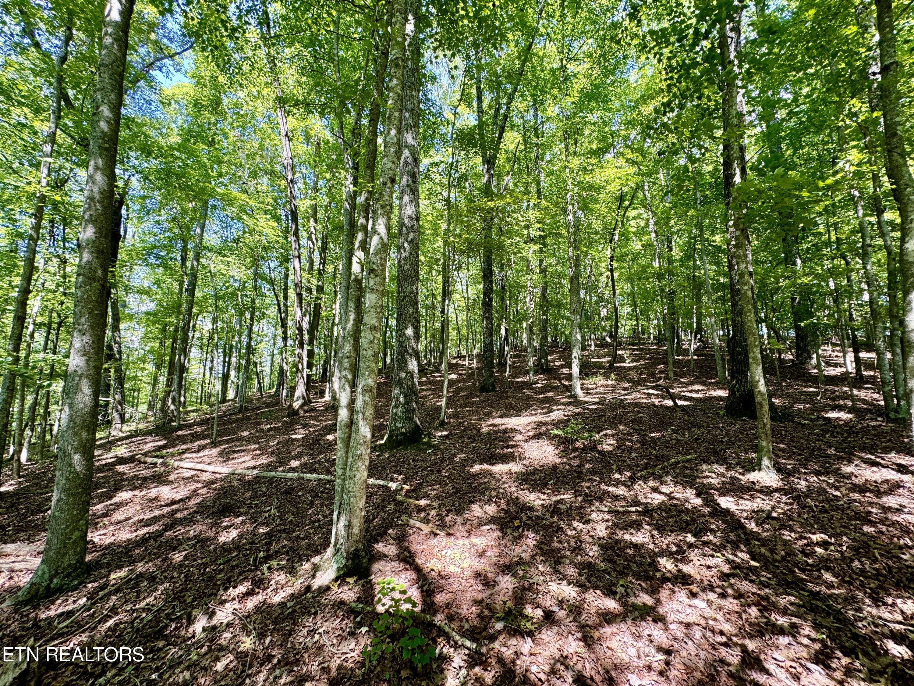 Reynolds Road Oakdale, TN 37829 - Photo 15 of 36 15