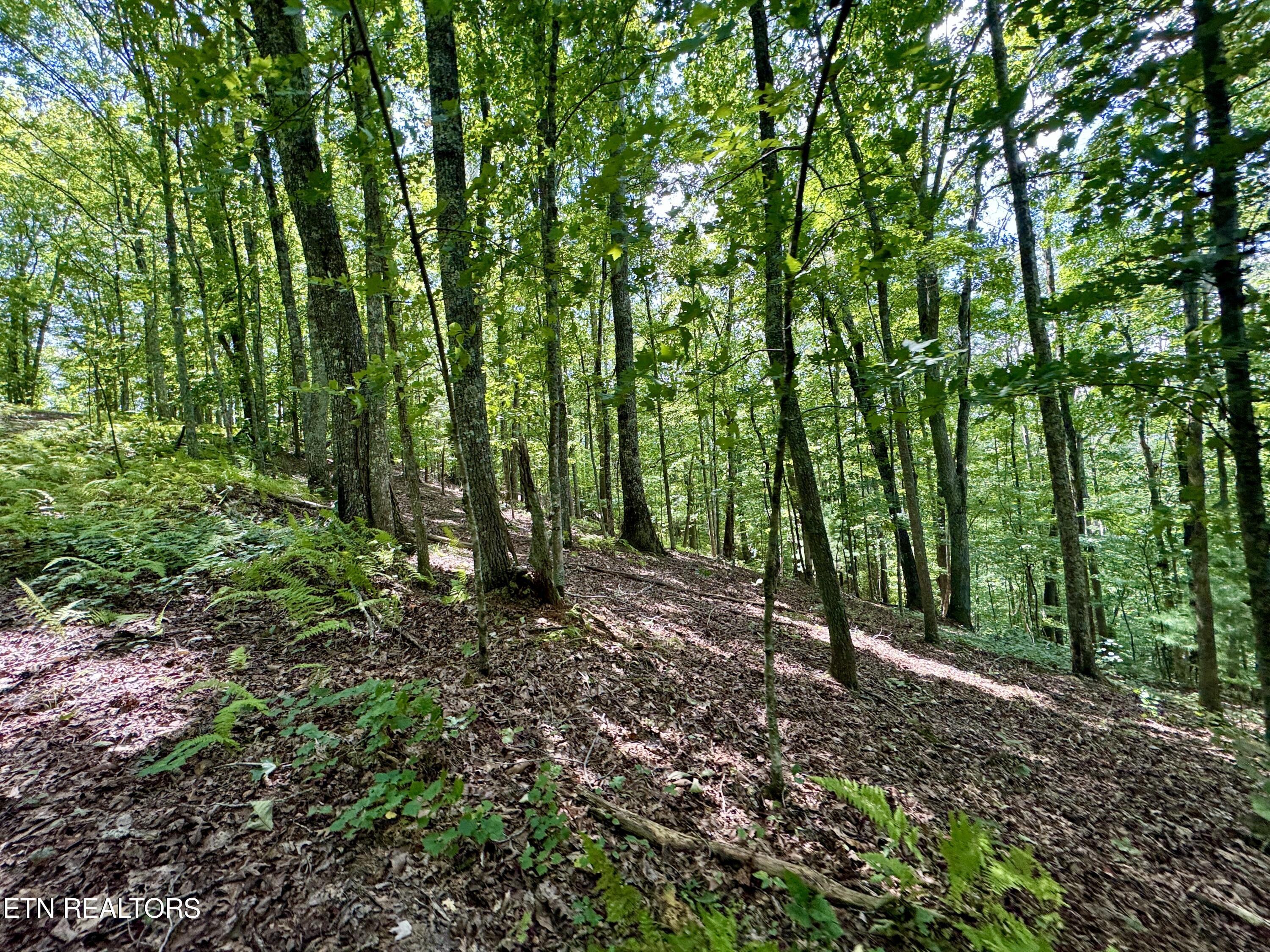 Reynolds Road Oakdale, TN 37829 - Photo 16 of 36 16