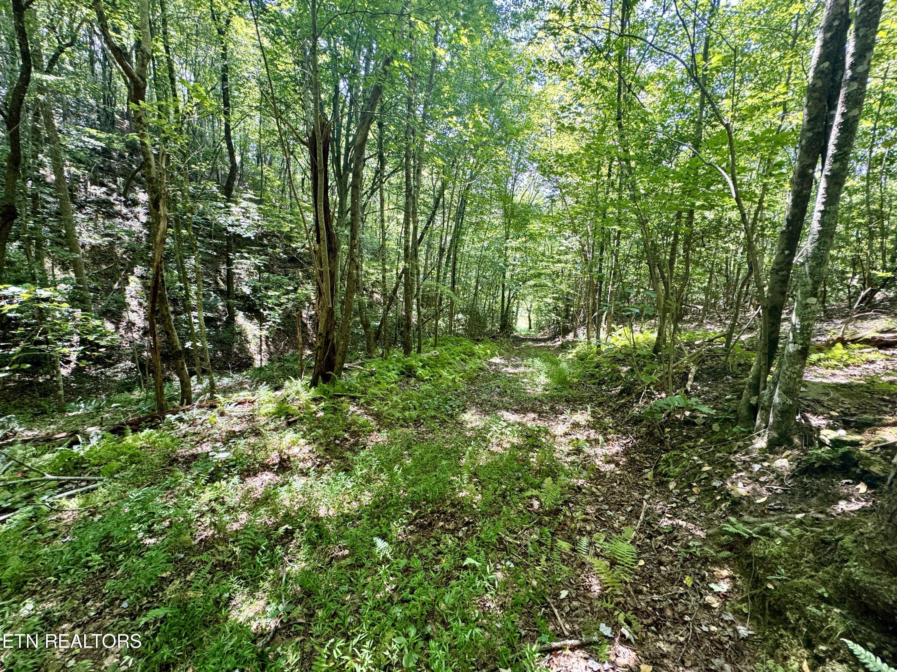 Reynolds Road Oakdale, TN 37829 - Photo 20 of 36 20