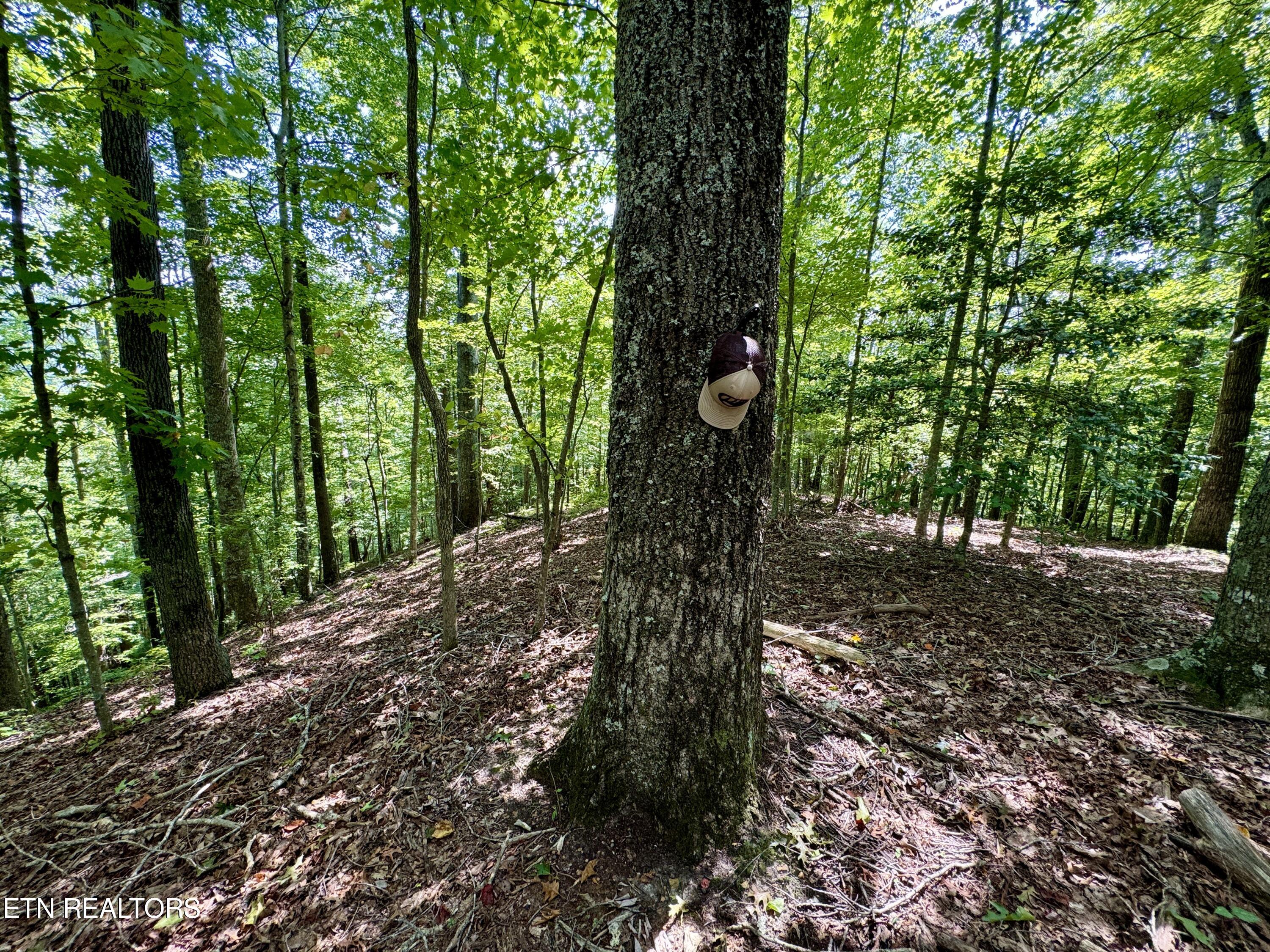 Reynolds Road Oakdale, TN 37829 - Photo 7 of 36 7