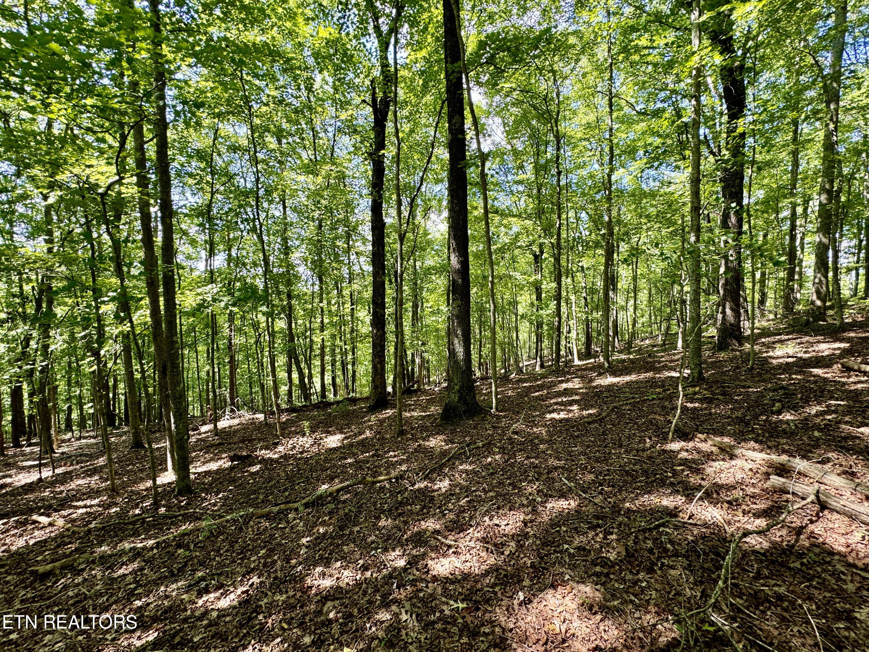 Reynolds Road Oakdale, TN 37829 - Photo 10 of 36 10