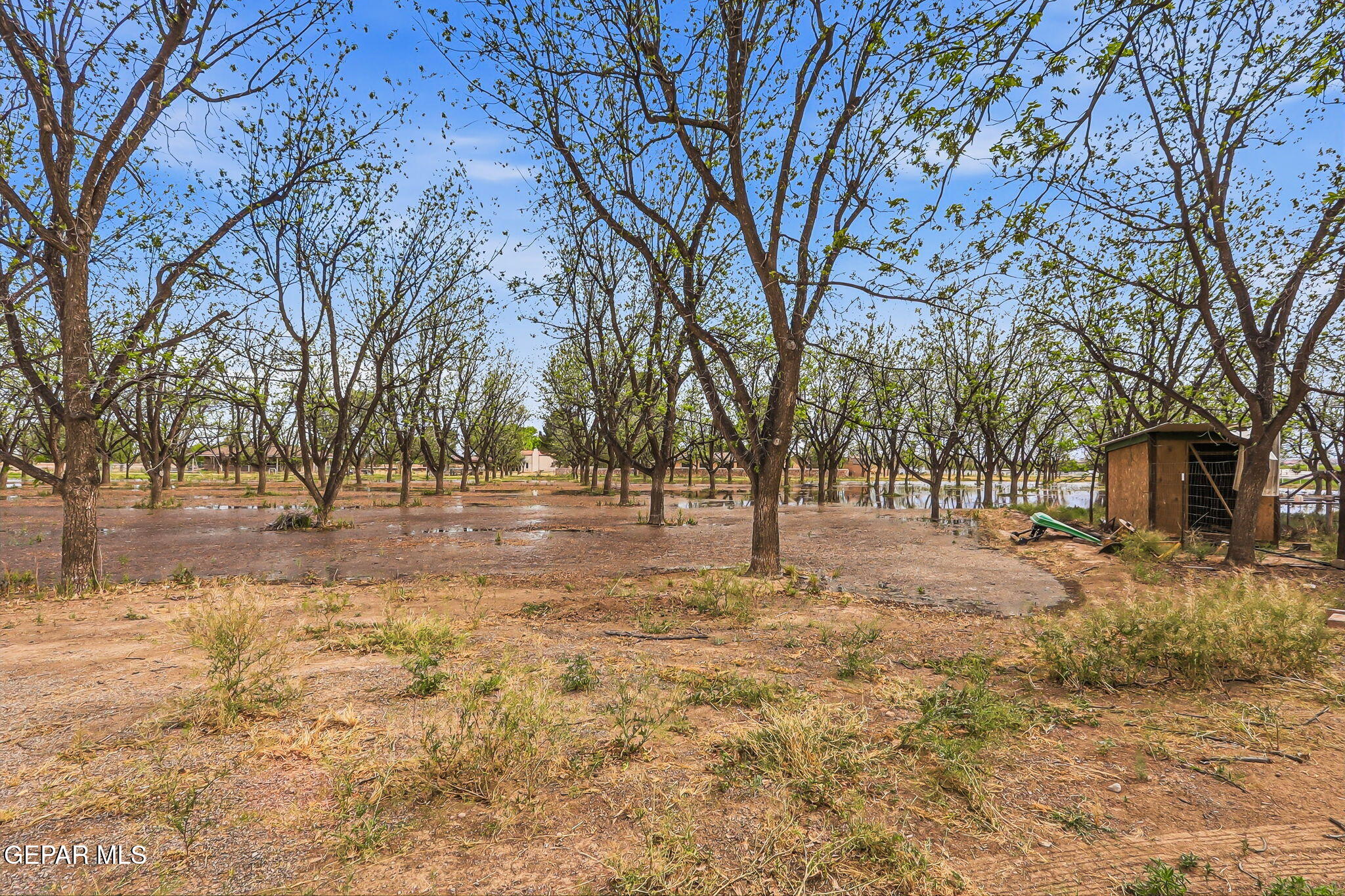 617 Wallace Road Anthony, NM 88021 - Photo 49 of 65 48-web-or-mls-IMG_9116