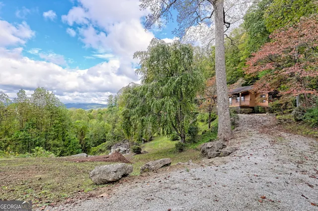 a view of a yard with plants and a tree
