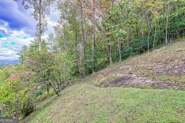 a view of a yard with plants and trees