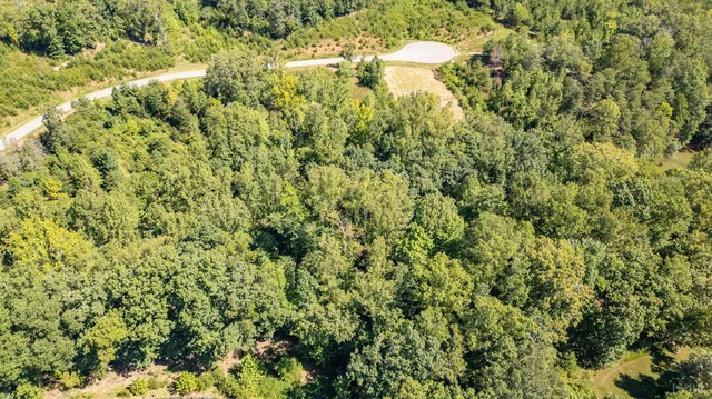 a view of a bunch of trees