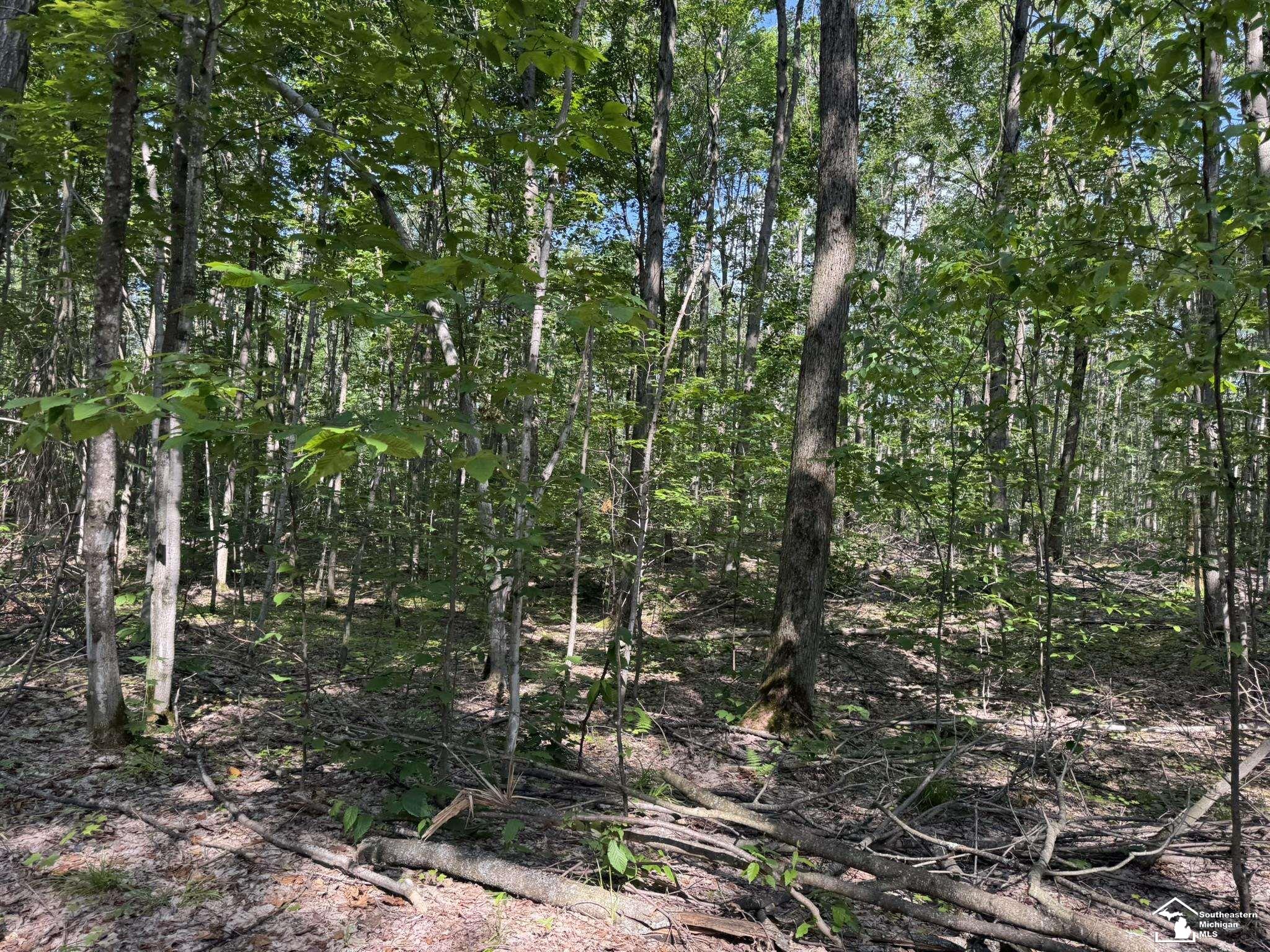 0 Hayes Tower Road Gaylord, MI 49735 - Photo 11 of 14