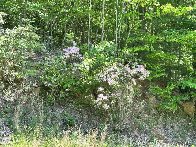 $289,000 | Tbd Tbd Buffalo Hollow Road, Castlewood, VA 24224