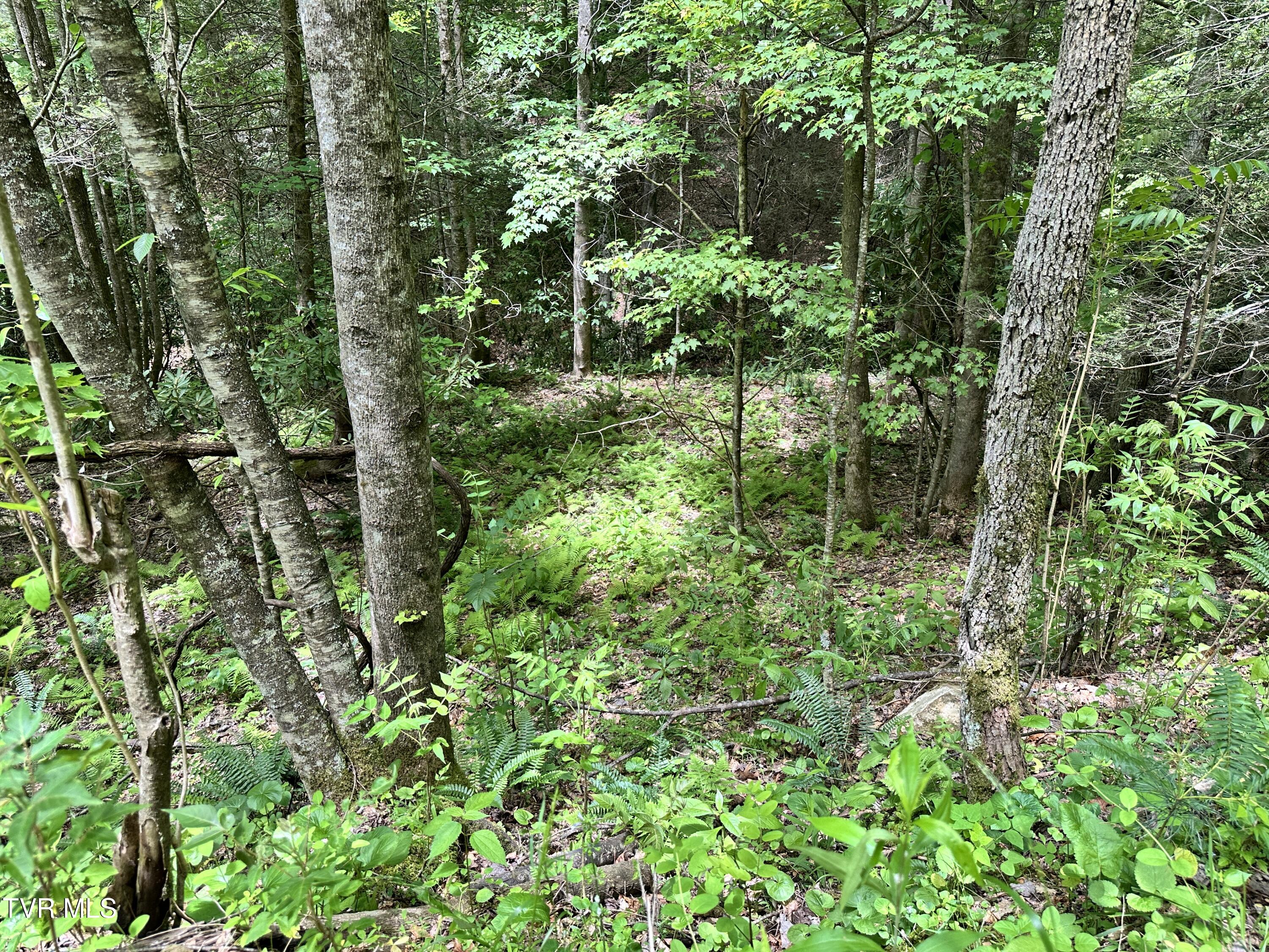 Tbd Tbd Buffalo Hollow Road Castlewood, VA 24224 - Photo 25 of 27 IMG_8887