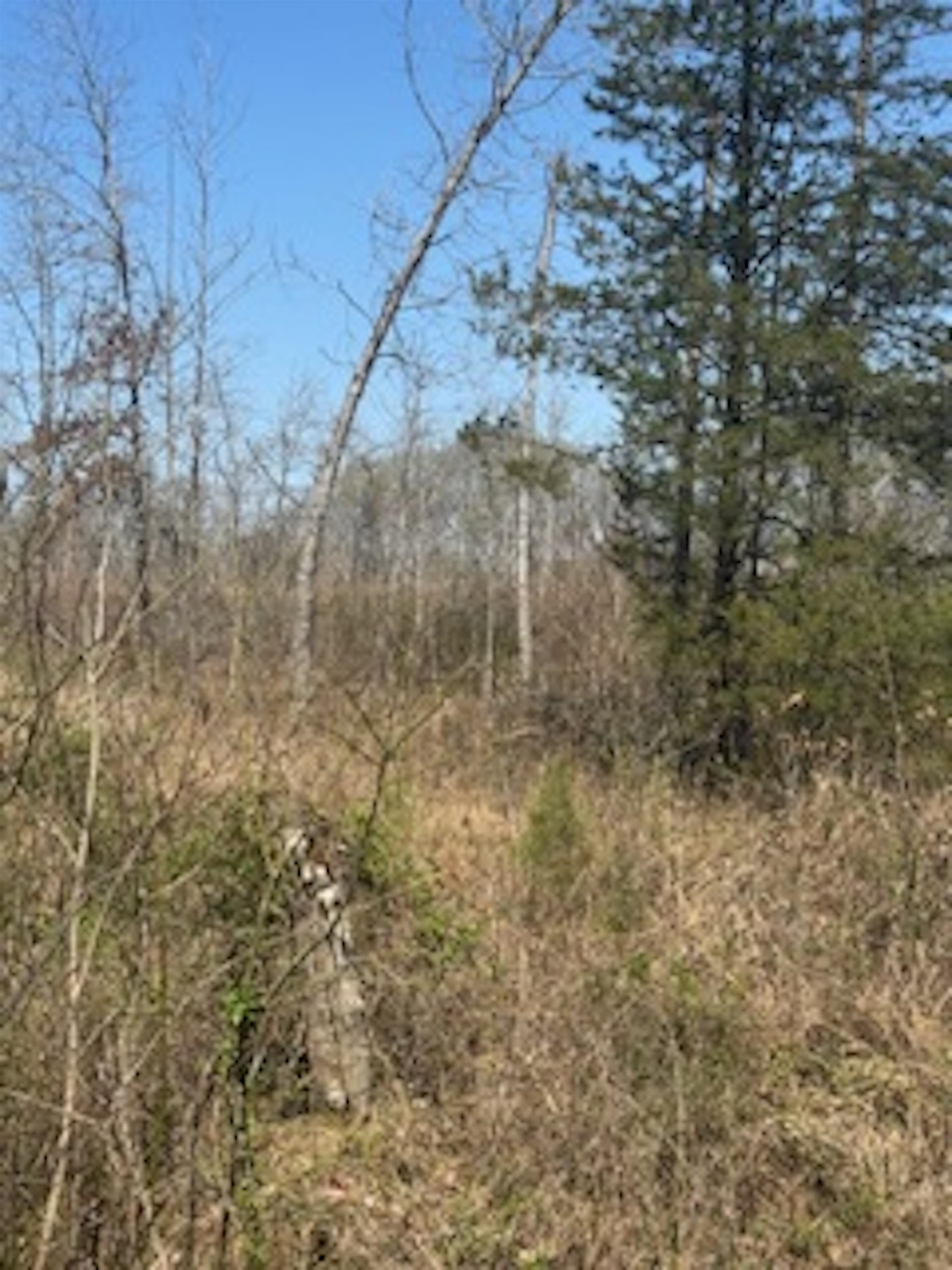 0 County Road 544 Road Rienzi, MS 38865 - Photo 3 of 15 a view of a dry yard with trees
