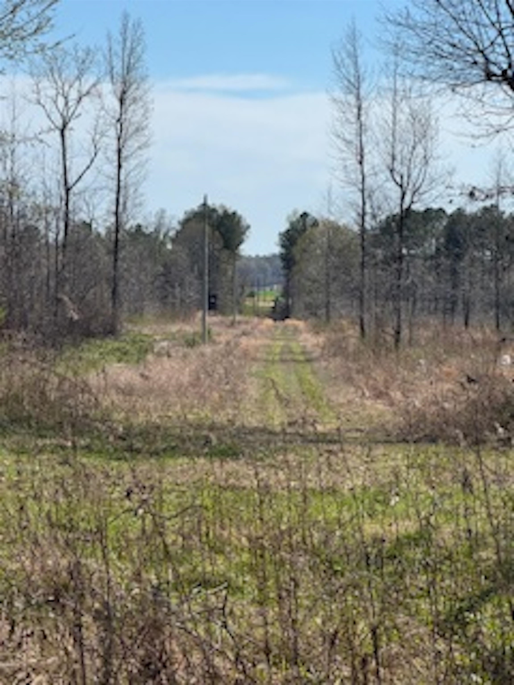 0 County Road 544 Road Rienzi, MS 38865 - Photo 4 of 15 a view of a yard with wooden fence