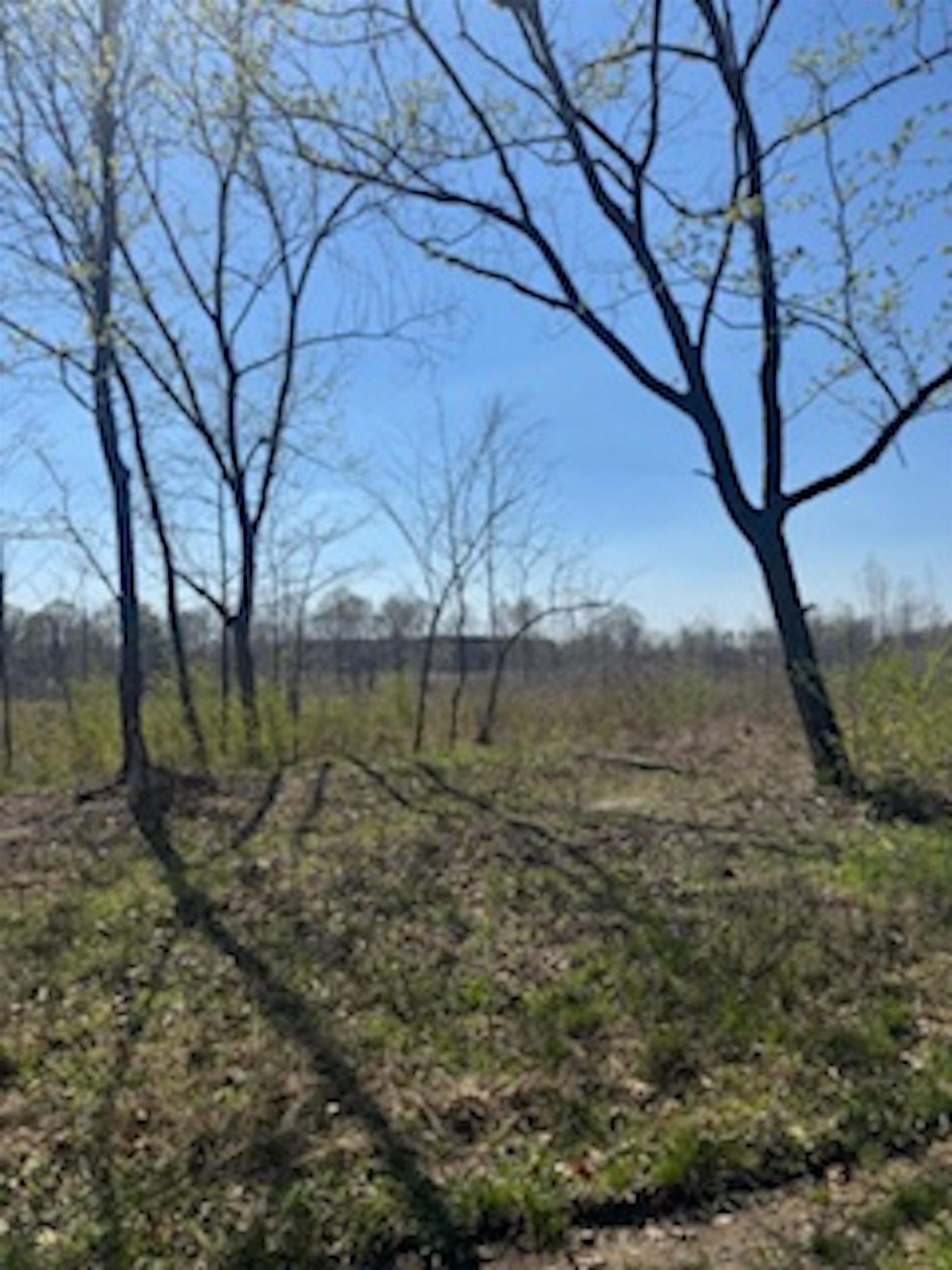 0 County Road 544 Road Rienzi, MS 38865 - Photo 6 of 15 a view of a yard with a tree