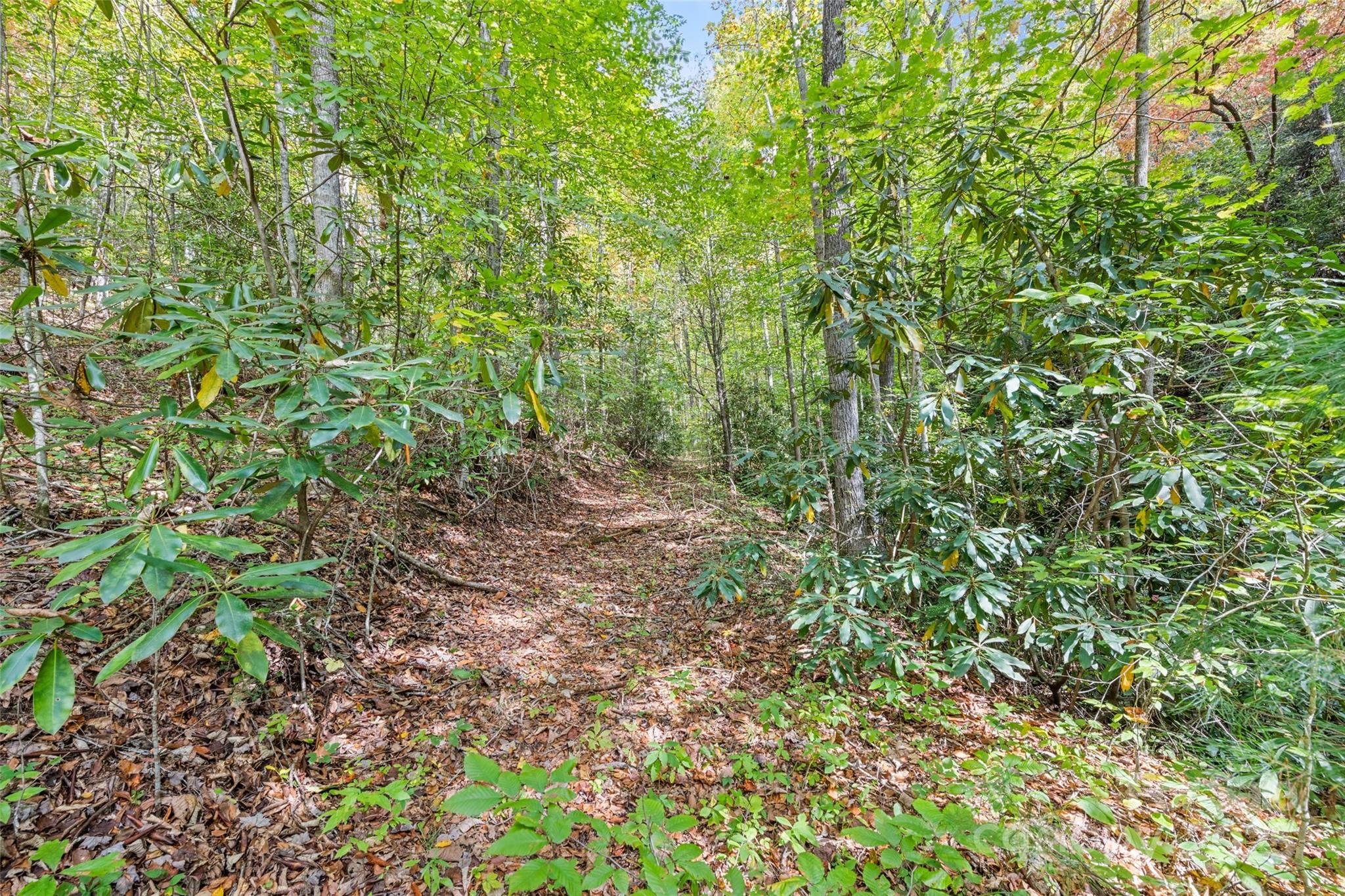 99999 Chastain Road Scaly Mountain, NC 28775 - Photo 25 of 30 a view of a garden with plants
