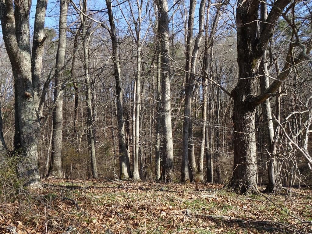 Tbd Reed Creek Drive Draper, VA 24324 - Photo 12 of 18 Gallery Image 12