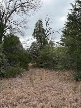 a view of a yard with plants and a tree