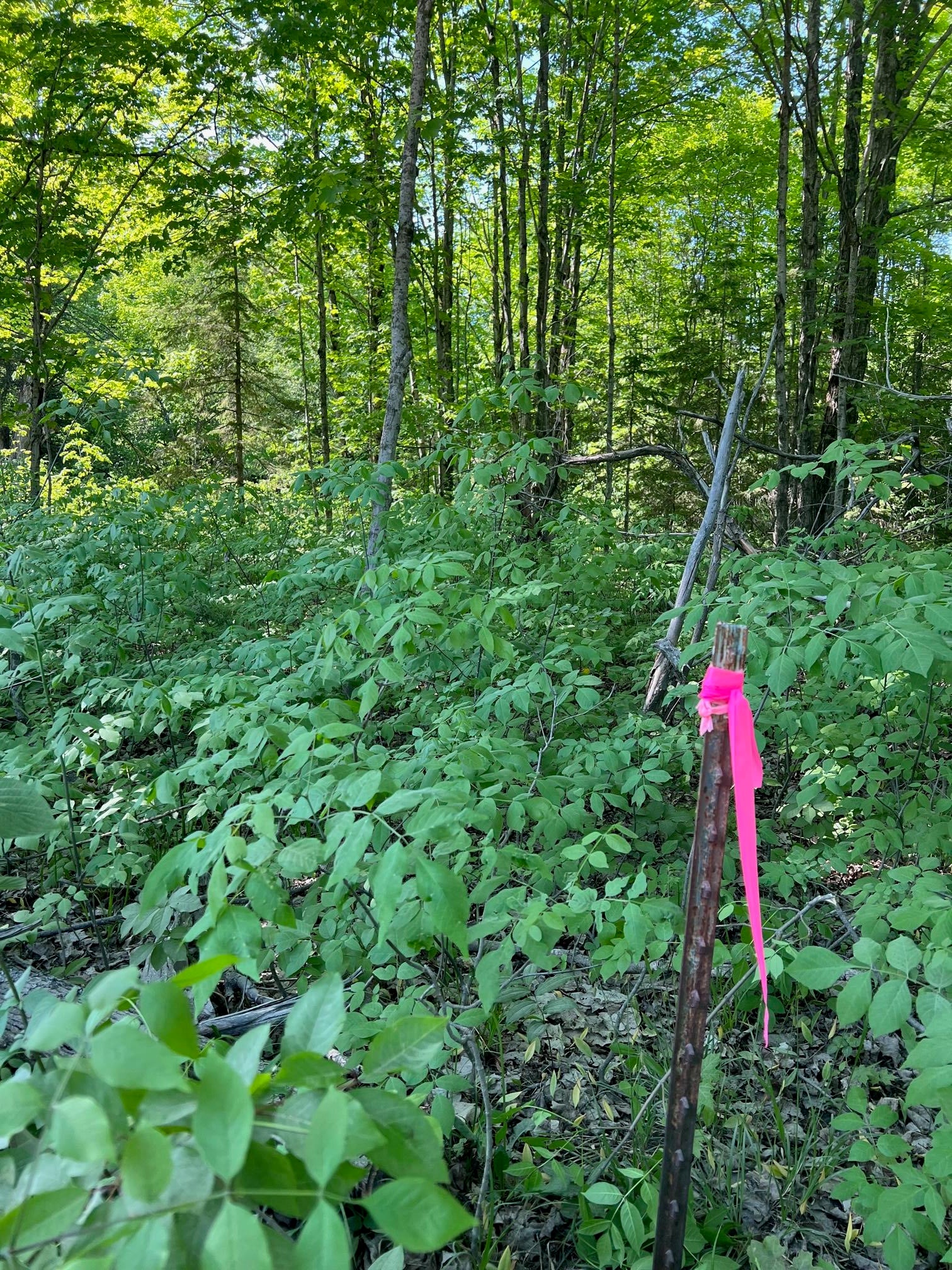4696 West Simmons Road Hessel, MI 49745 - Photo 1 of 2 Gallery Image 1