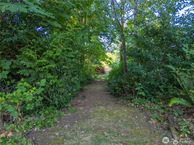a view of a forest with trees in the background