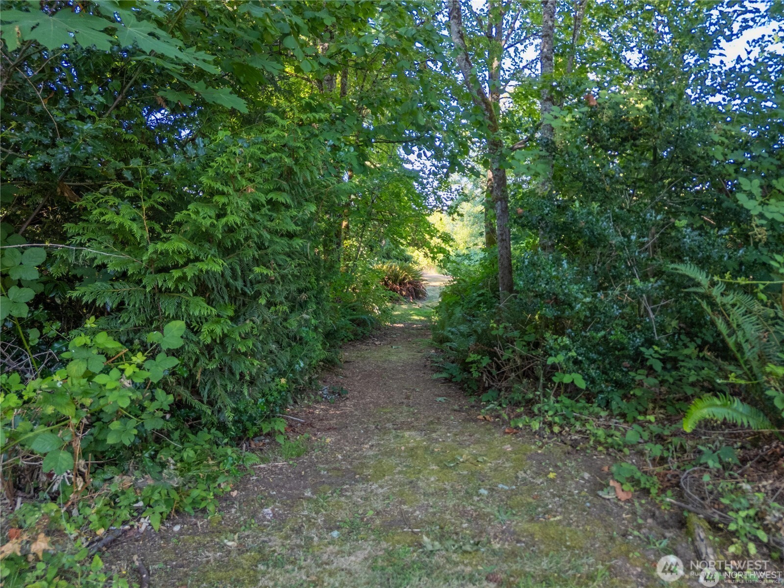 a view of a forest with trees in the background