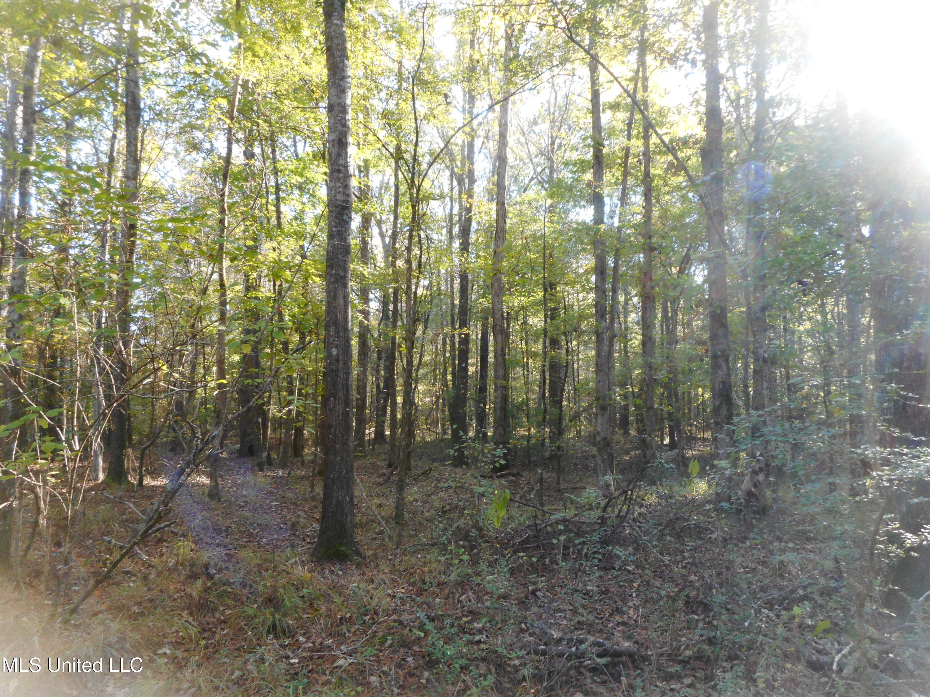 E-s Drive Braxton Ms 39044 Braxton, MS 39044 - Photo 4 of 22 DSCN1932