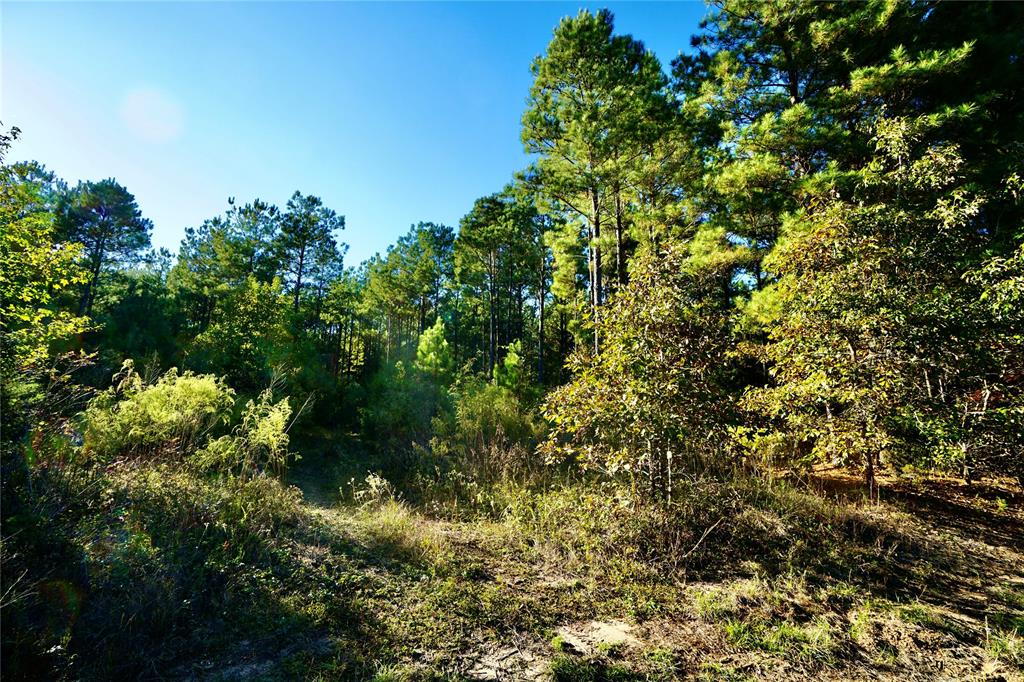 Undisclosed Address Plain Dealing, LA 71064 - Photo 1 of 18 a view of a tree