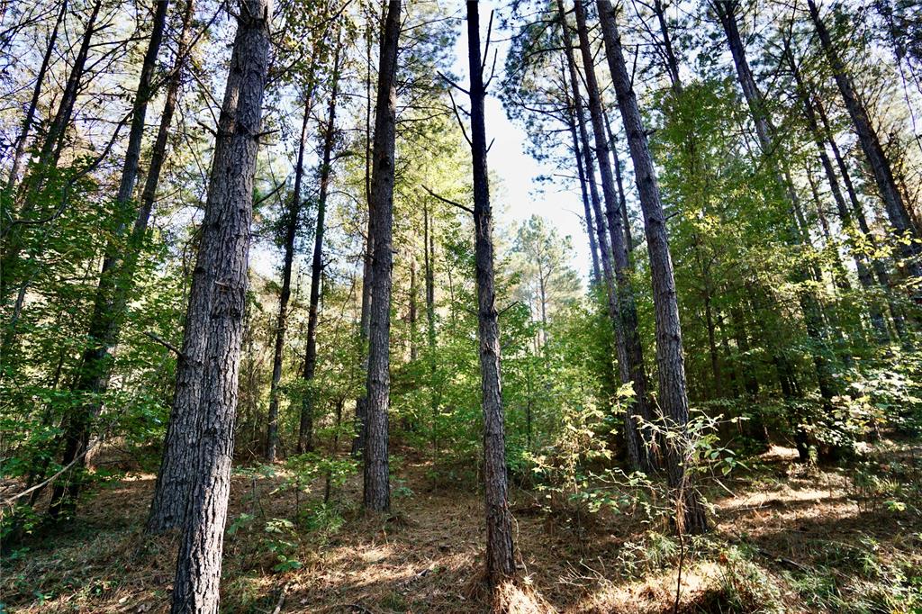 Undisclosed Address Plain Dealing, LA 71064 - Photo 11 of 18 a view of forest