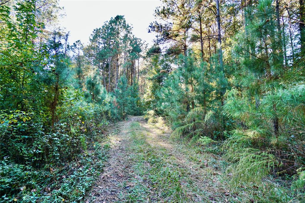 Undisclosed Address Plain Dealing, LA 71064 - Photo 9 of 18 a view of a forest with lots of trees