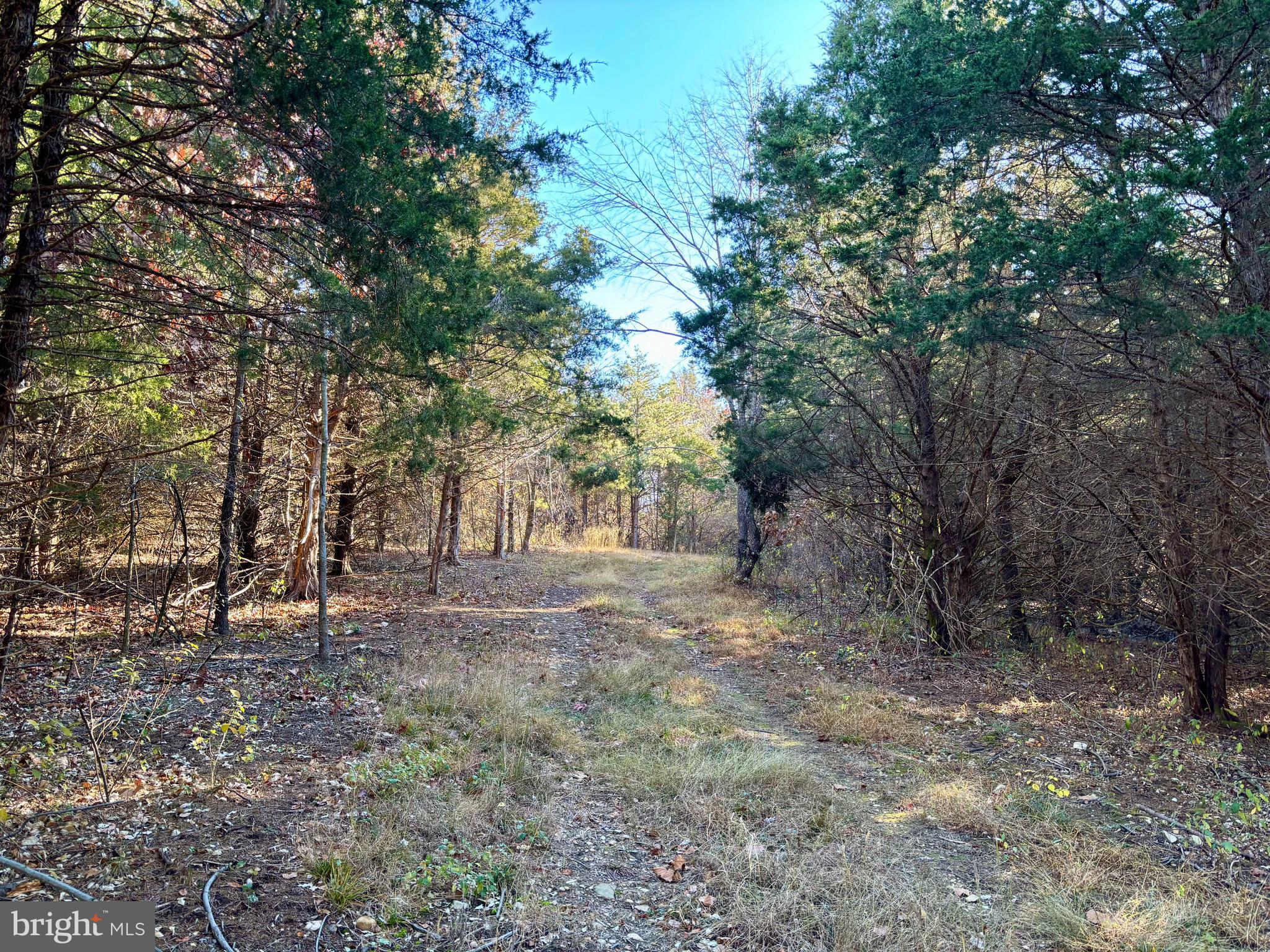 2 Harper Valley Road Luray, VA 22835 - Photo 11 of 15 a view of a forest with trees in the background