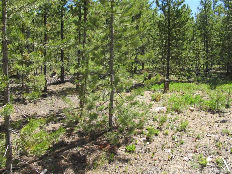 123 J Road Silverthorne, CO 80498 - Photo 16 of 17 a view of a yard with a tree
