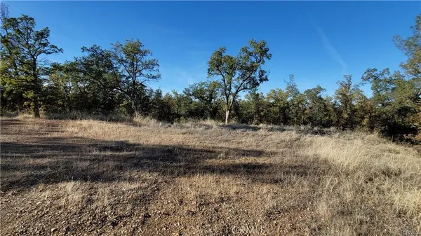 a view of a dry yard with trees