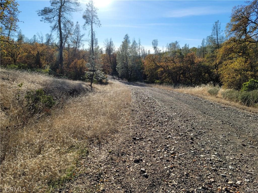 17435 Quail Ridge Road Cottonwood, CA 96022 - Photo 3 of 7 a view of a forest with trees in the background