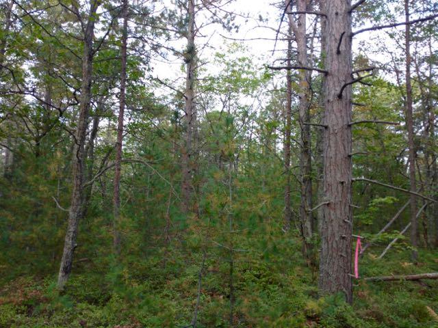 0 West Vermillion Road Paradise, MI 49768 - Photo 20 of 21 Gallery Image 20