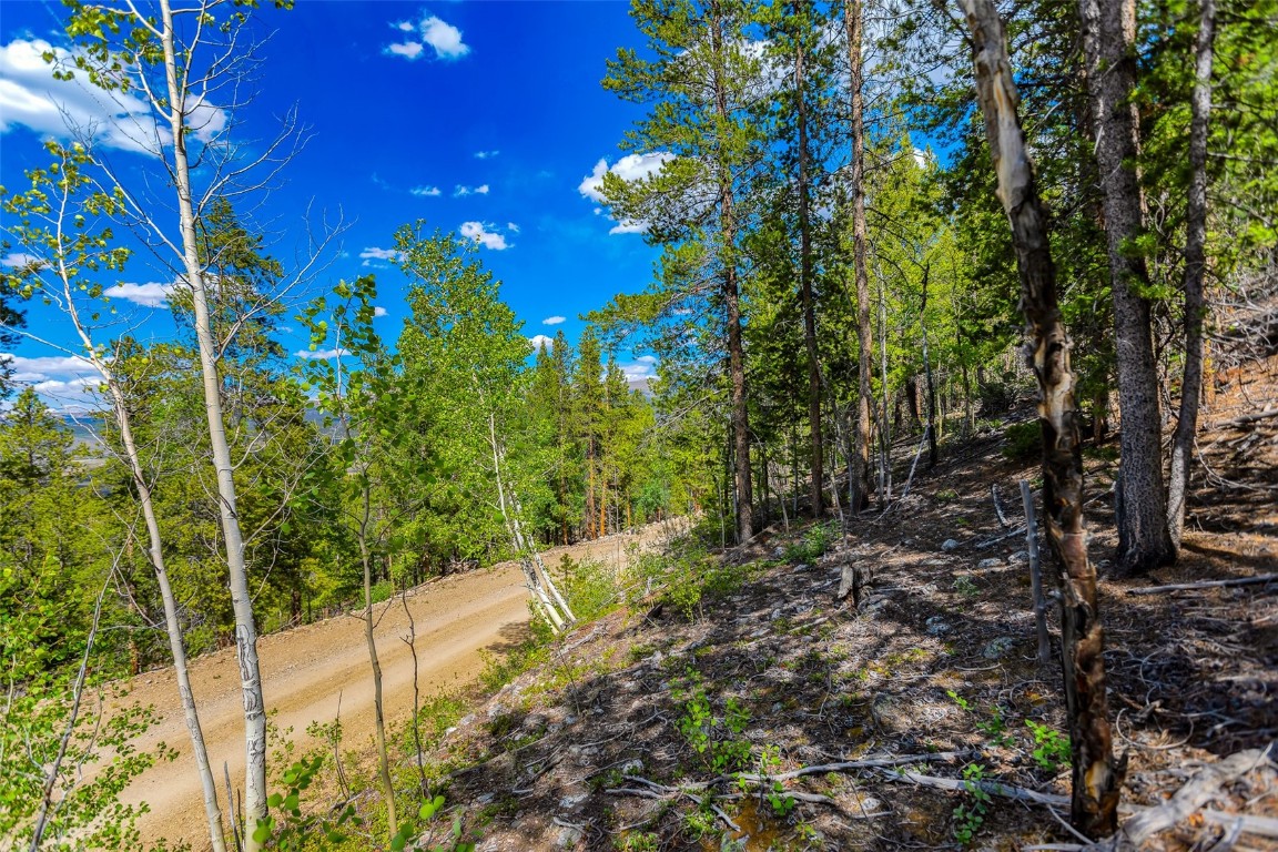 198 Mt Elbert Road Twin Lakes, CO 81251 - Photo 6 of 9 a view of a yard with plants and large trees