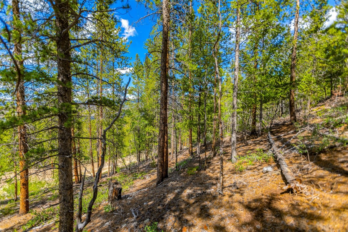 198 Mt Elbert Road Twin Lakes, CO 81251 - Photo 8 of 9 a view of a yard with plants and trees