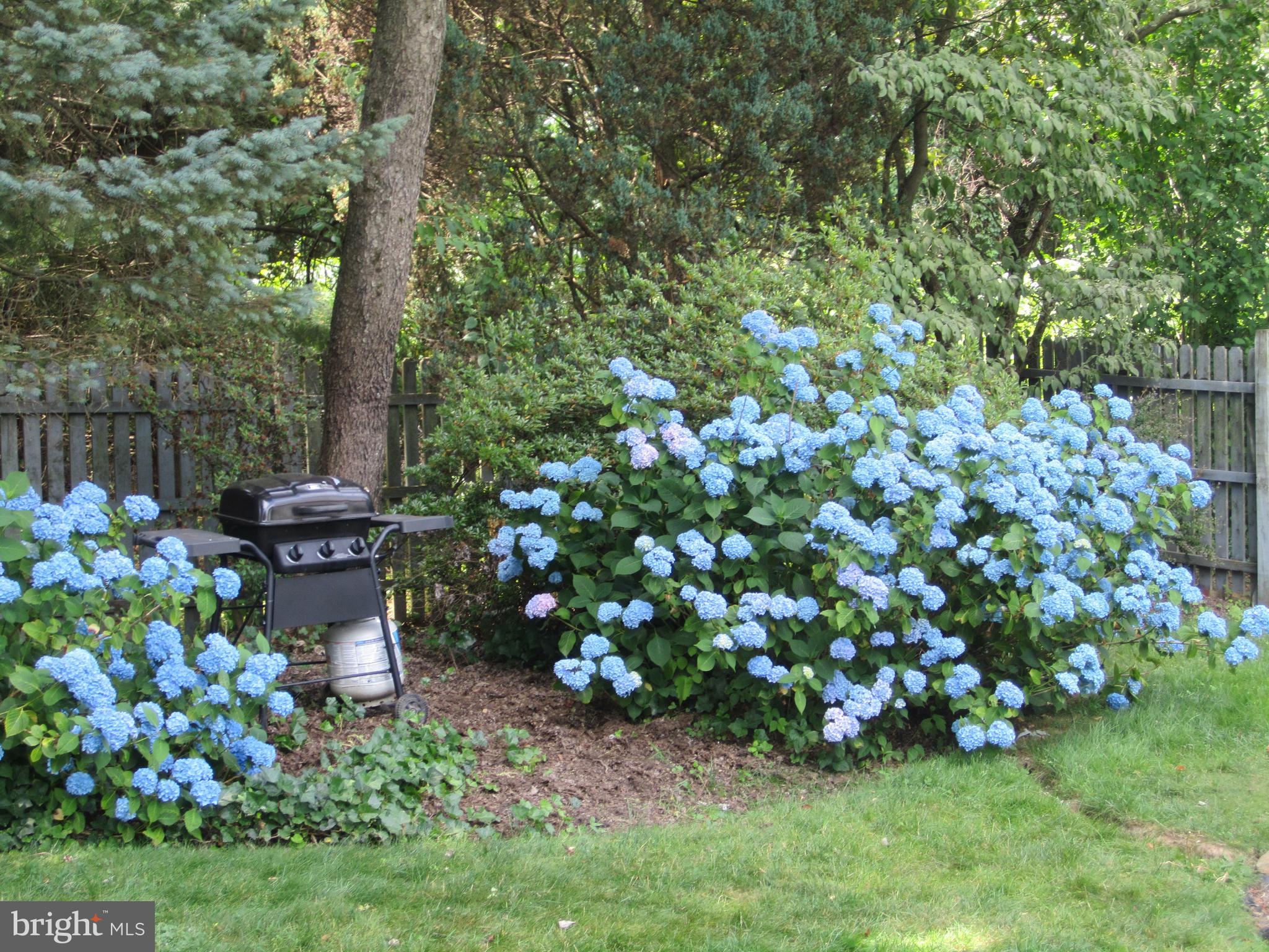 116 East Endfield Road Feasterville-Trevose, PA 19053 - Photo 62 of 63 Grill & Hydrangea Area