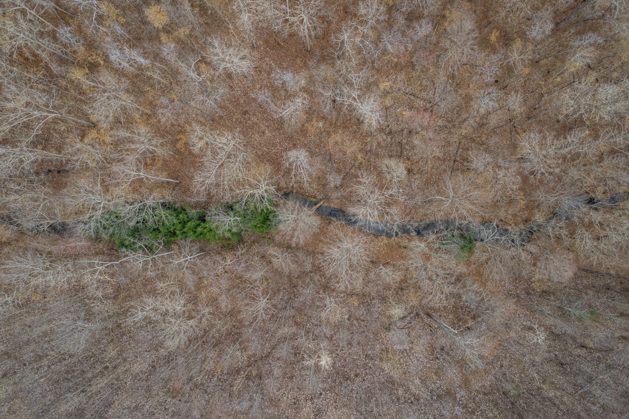 0 Busby Road Loretto, TN 38469 - Photo 3 of 56