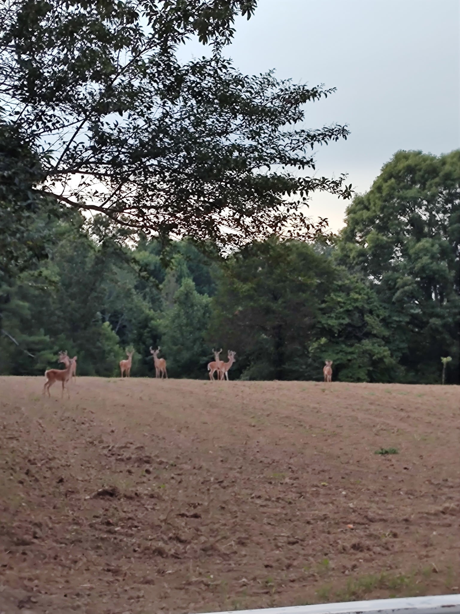 0 Busby Road Loretto, TN 38469 - Photo 51 of 56