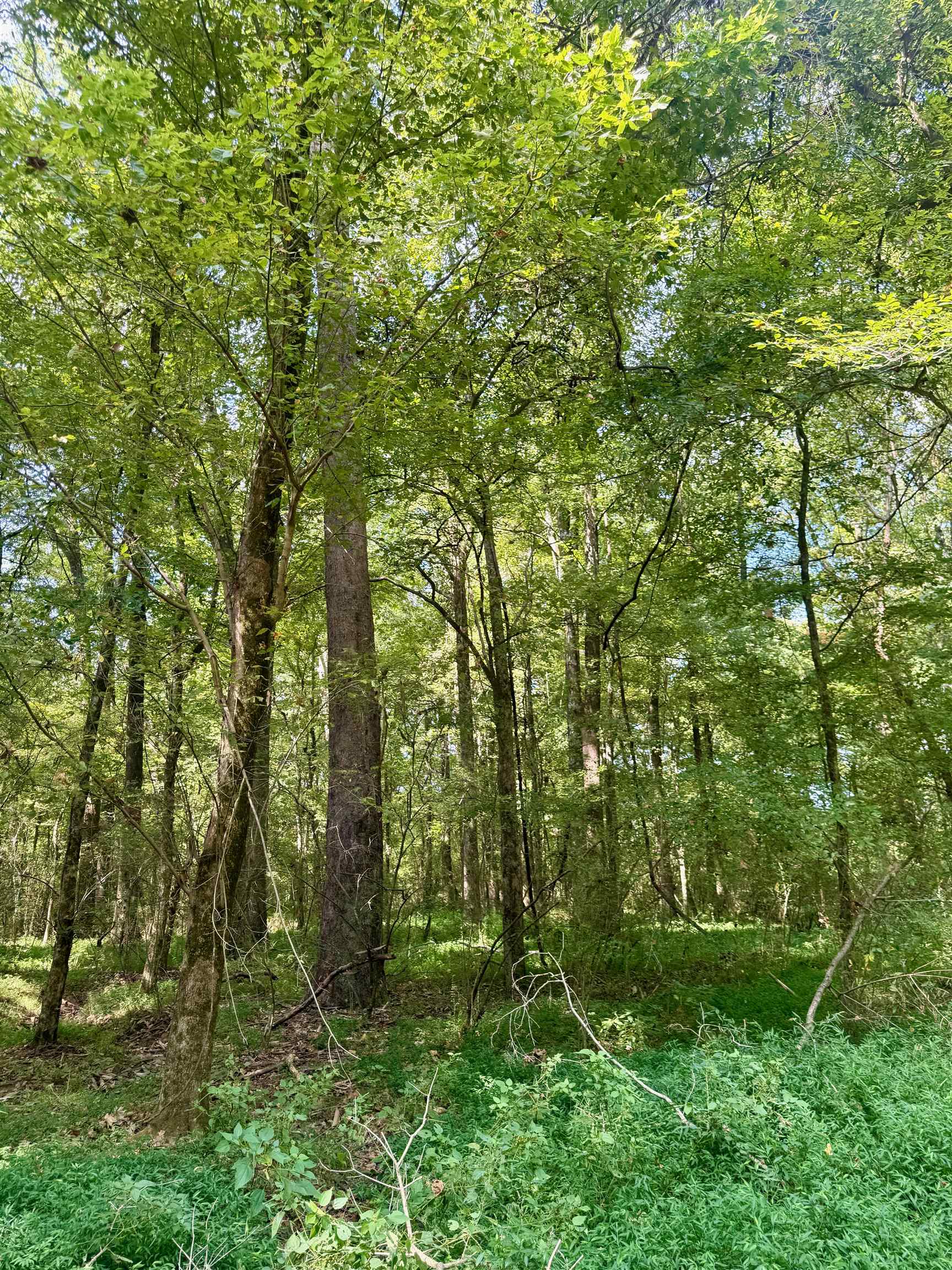 0 Bell Grove Road Eads, TN 38028 - Photo 13 of 16 a view of a lush green forest