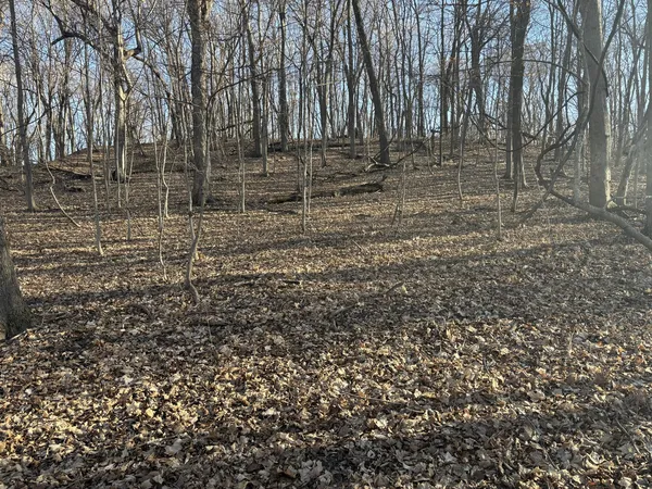 a view of a yard with trees