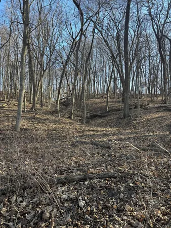 a view of backyard with trees