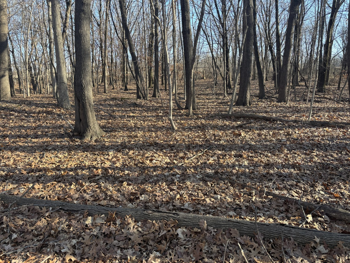 2960 North 2553rd Road Seneca, IL 61360 - Photo 6 of 13 a big yard with lots of green space