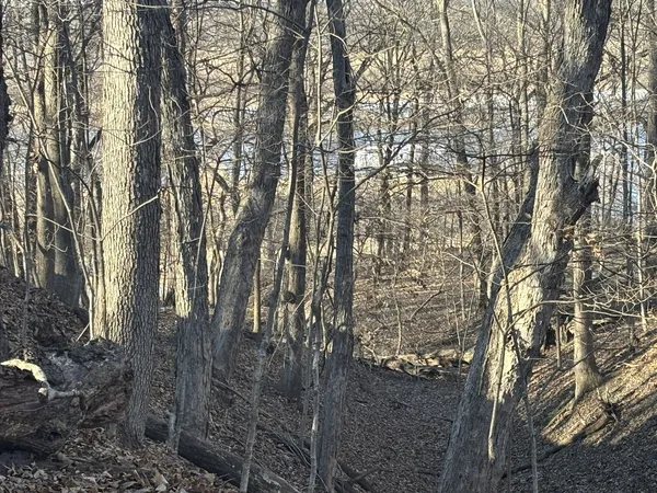 a view of a yard