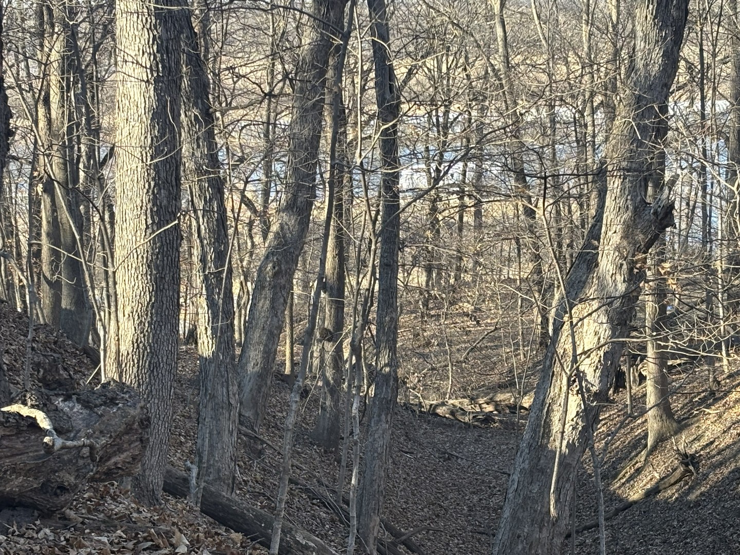 2960 North 2553rd Road Seneca, IL 61360 - Photo 9 of 13 a view of a yard